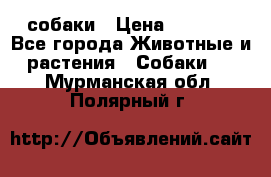 собаки › Цена ­ 2 500 - Все города Животные и растения » Собаки   . Мурманская обл.,Полярный г.